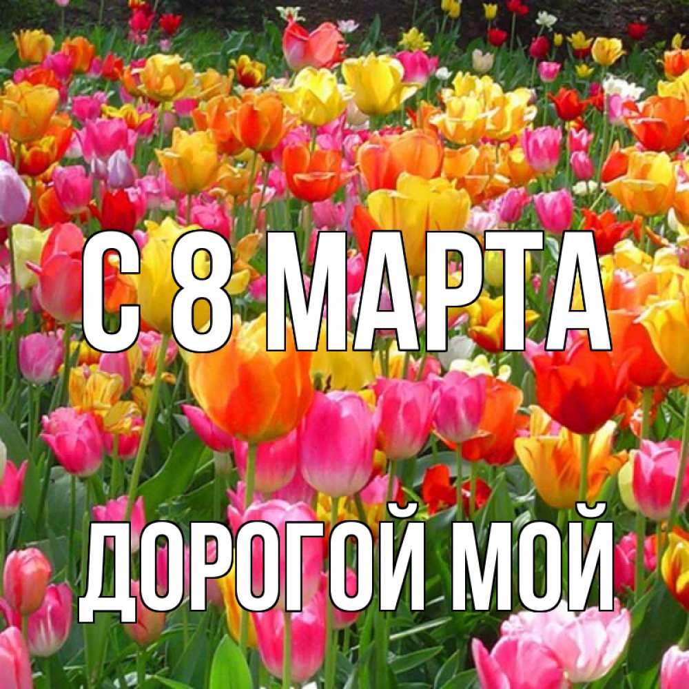 Открытка на каждый день с именем, Дорогой-мой С 8 МАРТА на международный женский день Прикольная открытка с пожеланием онлайн скачать бесплатно 