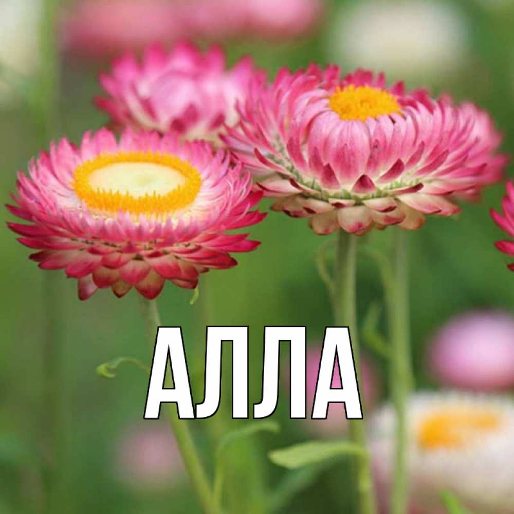 Открытка с именем, Алла, 