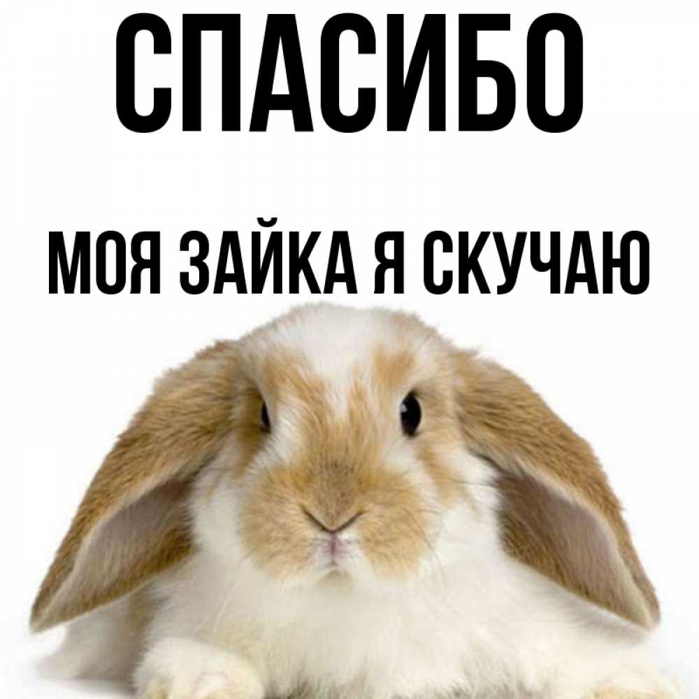 Зайка моя