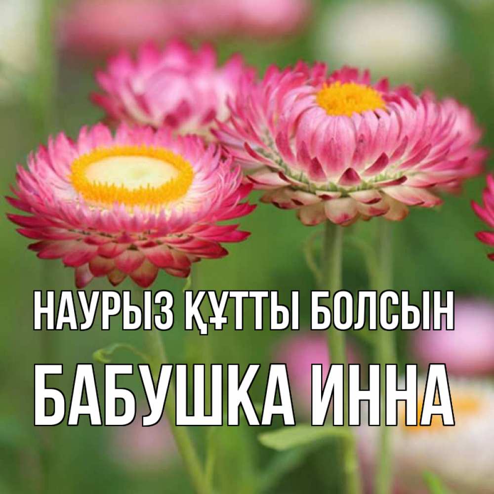 Открытка на каждый день с именем, Бабушка-Инна Наурыз құтты болсын подарок на международный женский день Прикольная открытка с пожеланием онлайн скачать бесплатно 