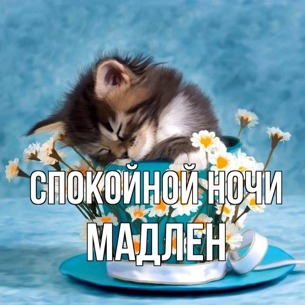 Открытка на каждый день с именем, Мадлен Спокойной ночи котенок спит в кружке с блюдцем Прикольная открытка с пожеланием онлайн скачать бесплатно 