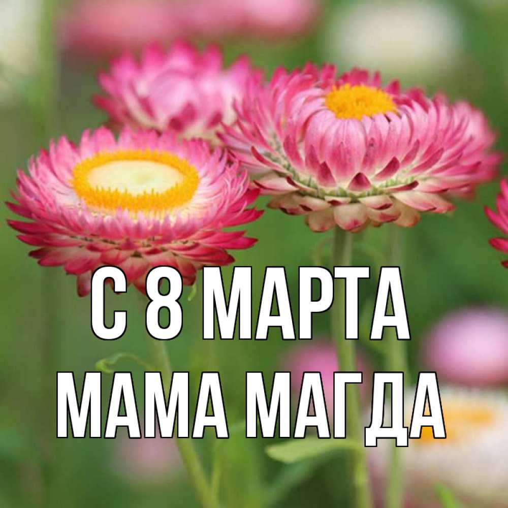 Открытка на каждый день с именем, Мама-Магда С 8 МАРТА подарок на международный женский день Прикольная открытка с пожеланием онлайн скачать бесплатно 