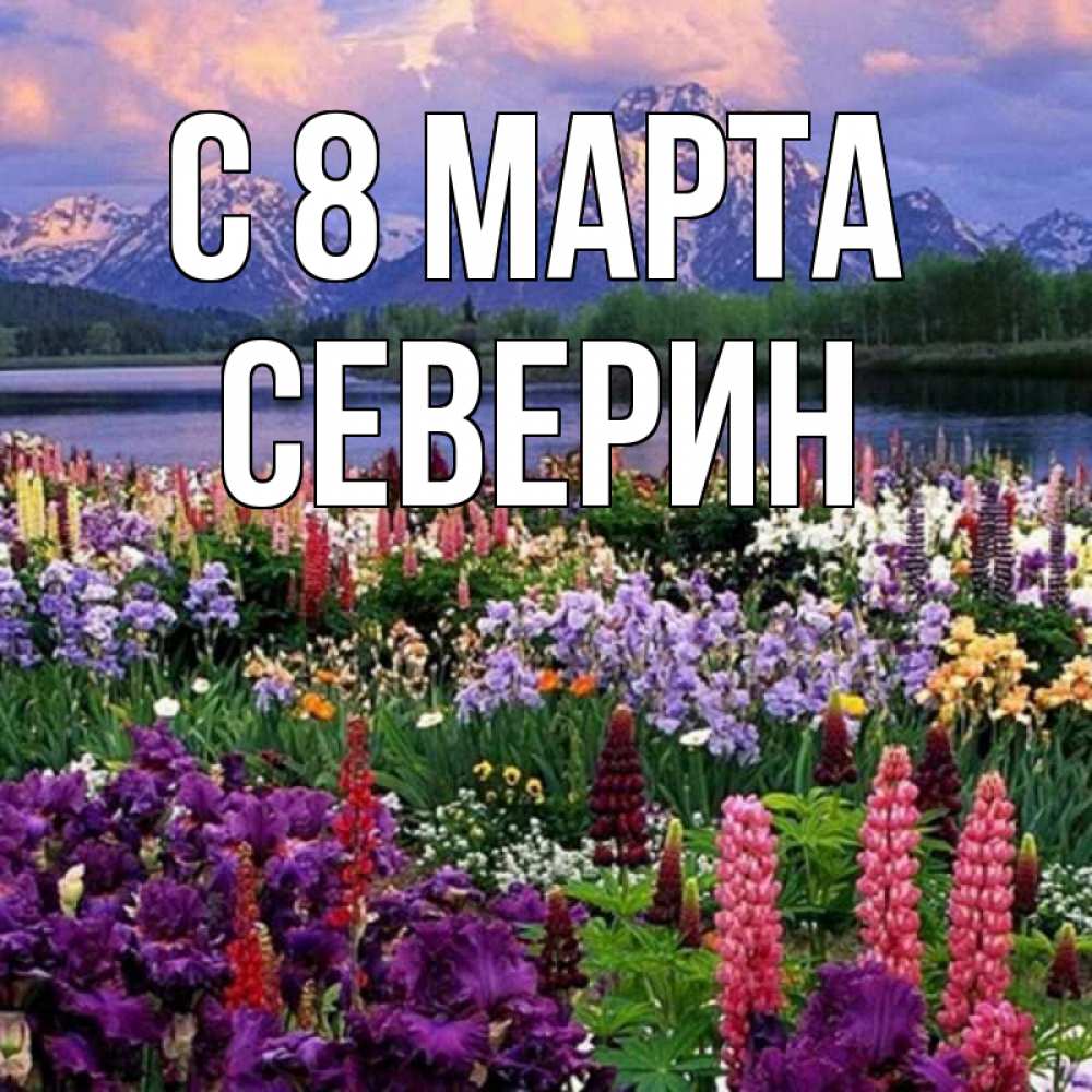 Открытка на каждый день с именем, Северин С 8 марта международный женский день Прикольная открытка с пожеланием онлайн скачать бесплатно 