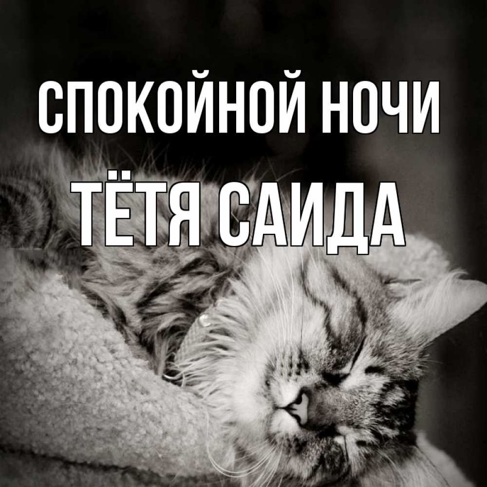 Открытка на каждый день с именем, Тётя-Саида Спокойной ночи котярик пушистый Прикольная открытка с пожеланием онлайн скачать бесплатно 