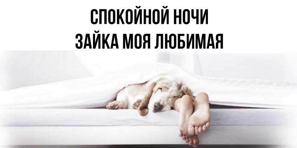 Открытка на каждый день с именем, зайка-моя-любимая Спокойной ночи кровать с собакой пожелание сладких снов и спокойной ночи Прикольная открытка с пожеланием онлайн скачать бесплатно 