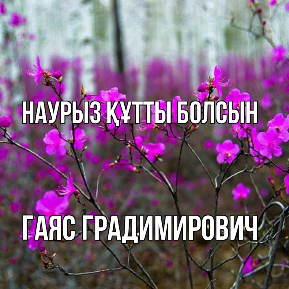 Картинка Наурыз құтты болсын, Гаяс Градимирович
