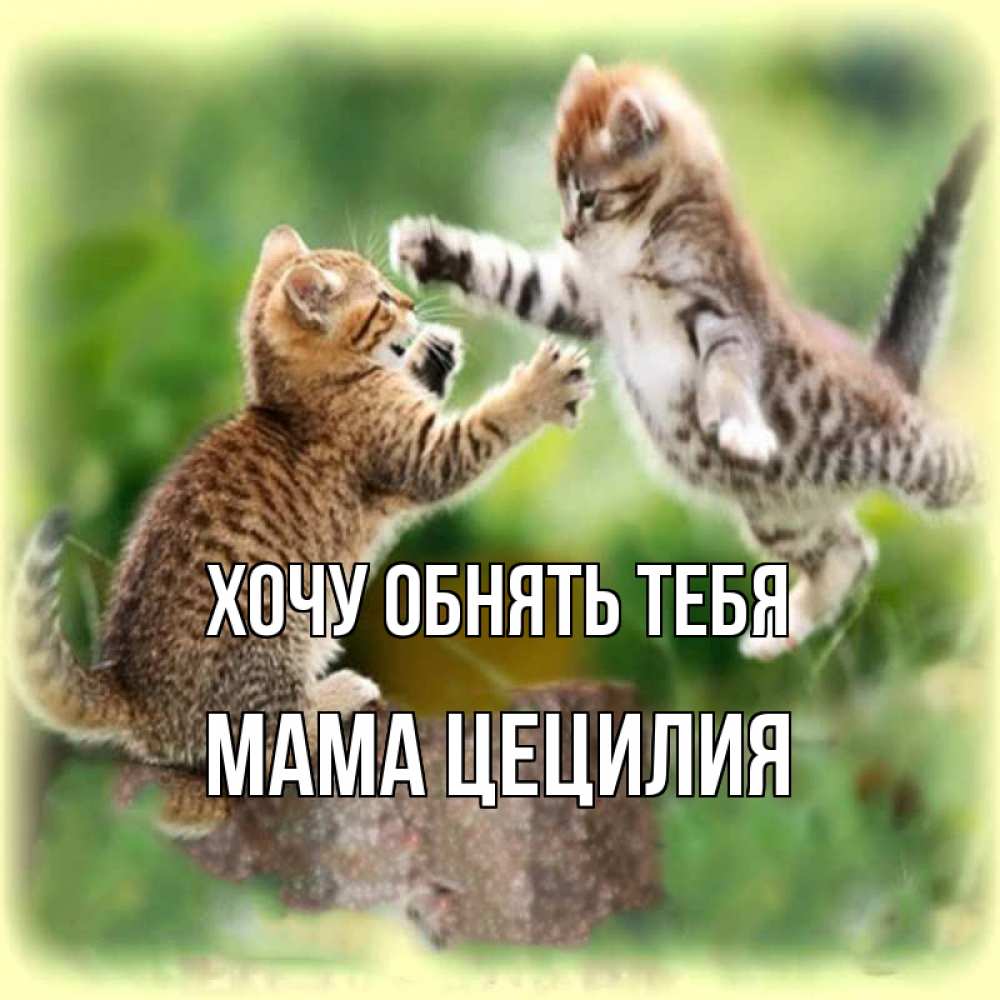 Открытка на каждый день с именем, Мама-Цецилия Хочу обнять тебя игры котят Прикольная открытка с пожеланием онлайн скачать бесплатно 