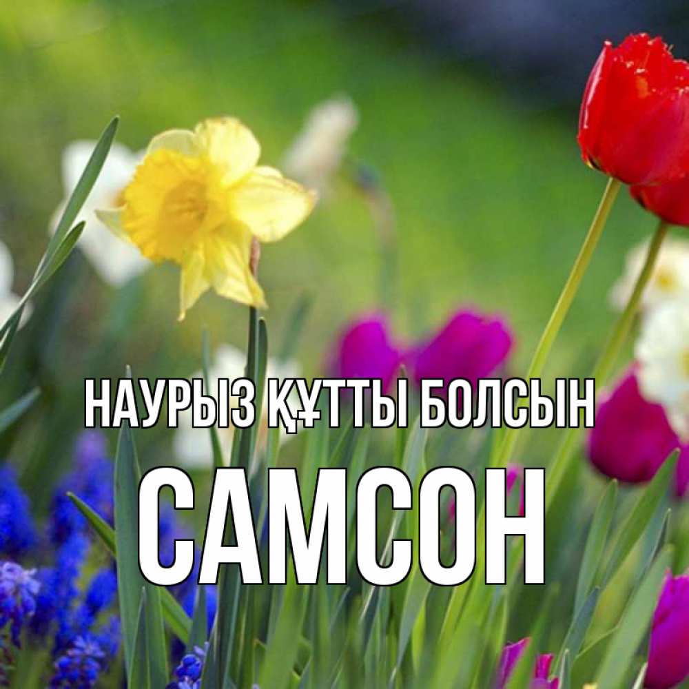 Открытка на каждый день с именем, Самсон Наурыз құтты болсын наурыз  3 открытки Прикольная открытка с пожеланием онлайн скачать бесплатно 