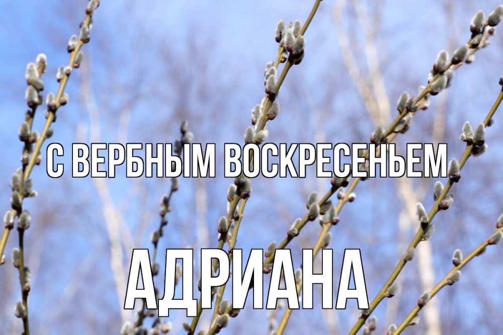 Открытка на каждый день с именем, Адриана С вербным воскресеньем верба Прикольная открытка с пожеланием онлайн скачать бесплатно 