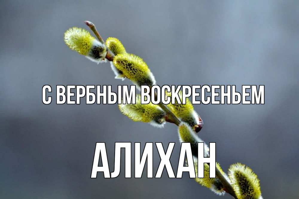 Открытка на каждый день с именем, Алихан С вербным воскресеньем верба Прикольная открытка с пожеланием онлайн скачать бесплатно 