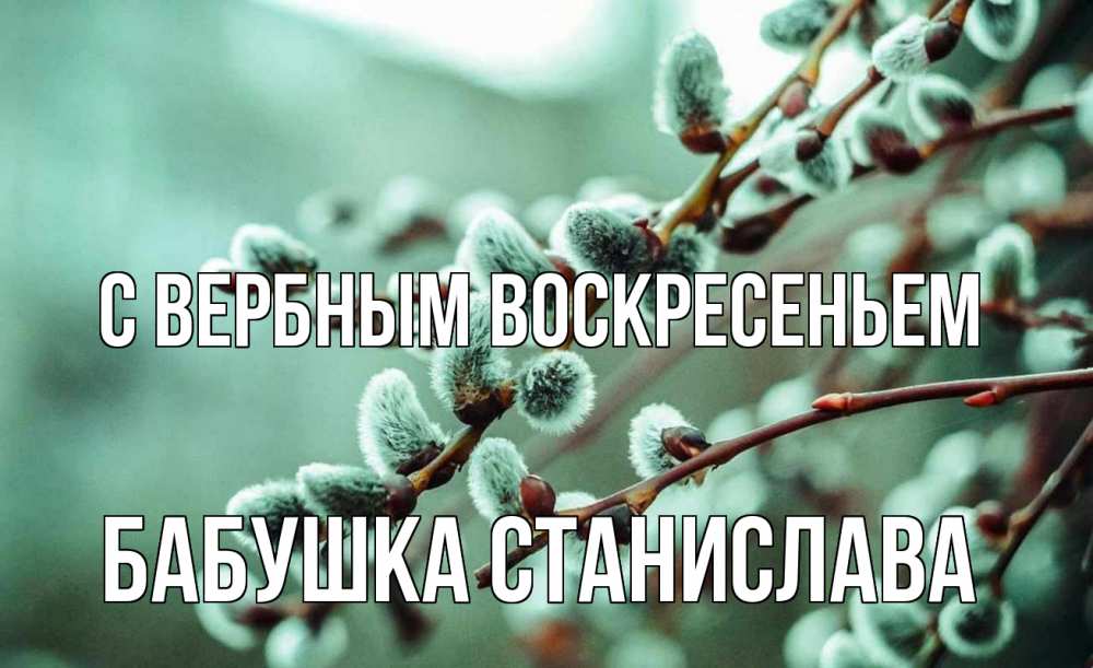 Открытка на каждый день с именем, Бабушка-Станислава С вербным воскресеньем верба Прикольная открытка с пожеланием онлайн скачать бесплатно 