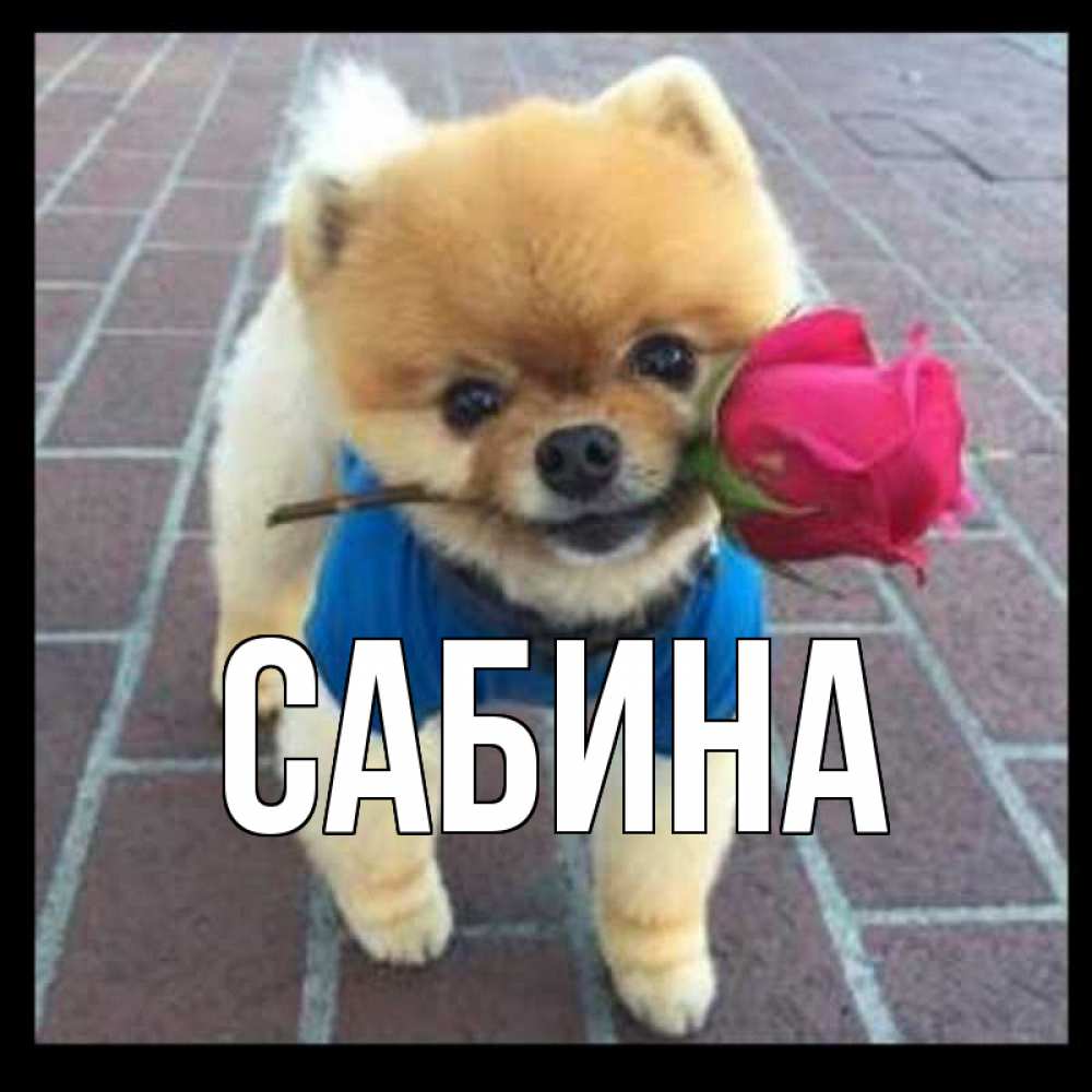 Открытка на каждый день с именем, Сабина Главная роза в зубах у собаки Прикольная открытка с пожеланием онлайн скачать бесплатно 