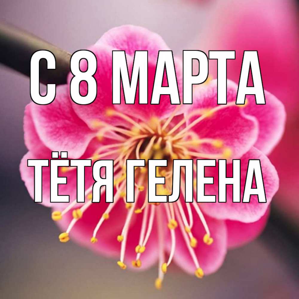Открытка на каждый день с именем, Тётя-Гелена С 8 МАРТА цветы Прикольная открытка с пожеланием онлайн скачать бесплатно 