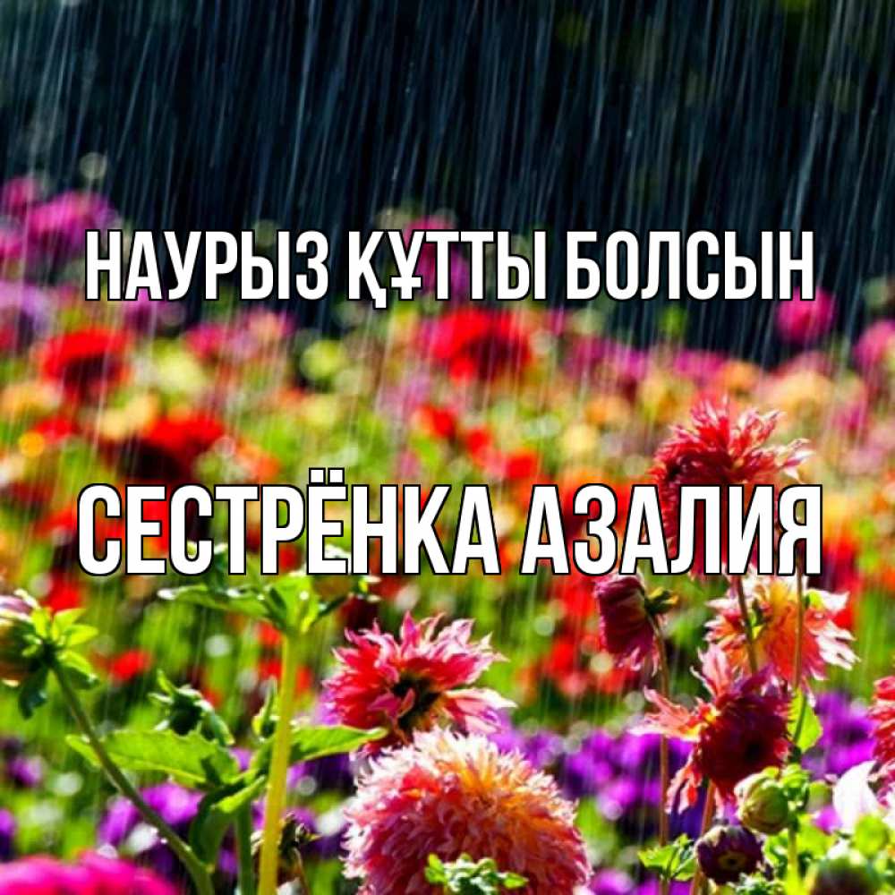 Открытка на каждый день с именем, Сестрёнка-Азалия Наурыз құтты болсын цветы под дождиком к наурызу Прикольная открытка с пожеланием онлайн скачать бесплатно 