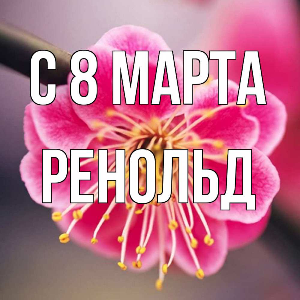 Открытка на каждый день с именем, Ренольд С 8 МАРТА цветы Прикольная открытка с пожеланием онлайн скачать бесплатно 