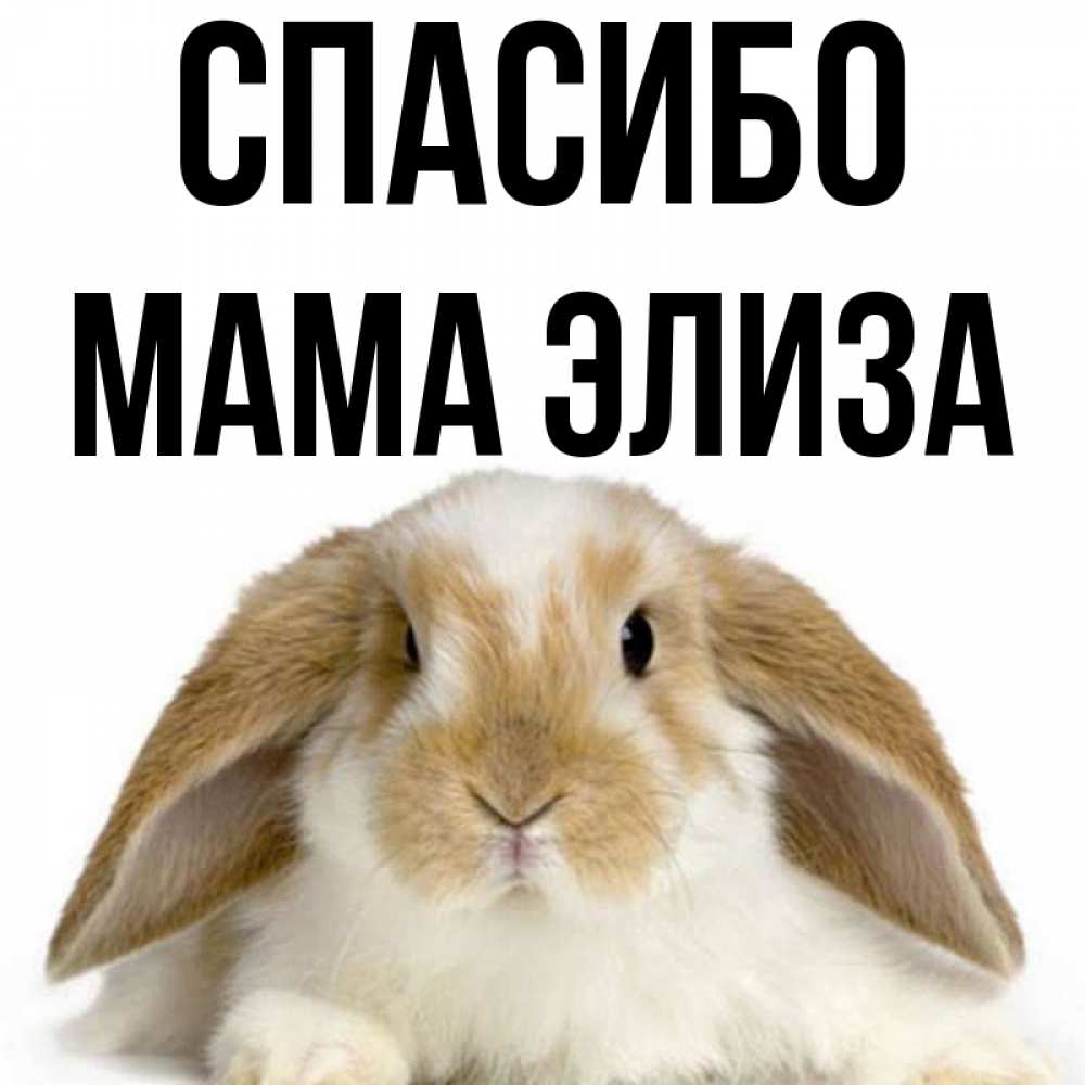 Открытка на каждый день с именем, Мама-Элиза Спасибо коричнево белый заяц Прикольная открытка с пожеланием онлайн скачать бесплатно 