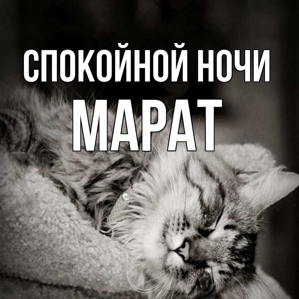 Открытка на каждый день с именем, Марат Спокойной ночи котярик пушистый Прикольная открытка с пожеланием онлайн скачать бесплатно 