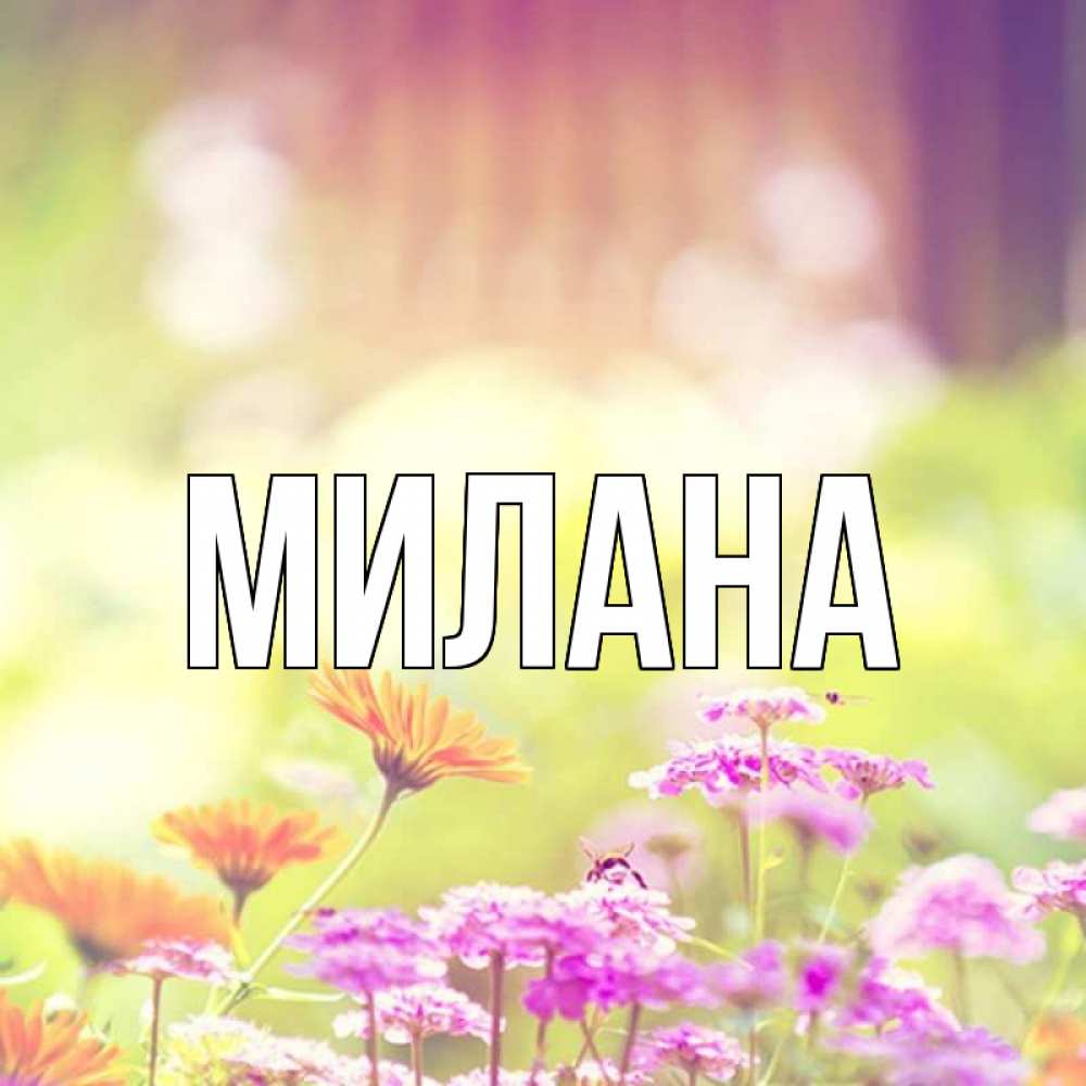 Открытка на каждый день с именем, Милана Главная цветы весна Прикольная открытка с пожеланием онлайн скачать бесплатно 