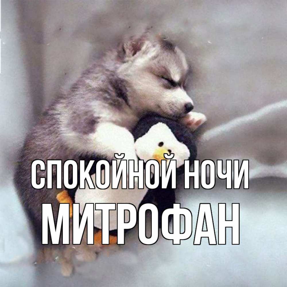 Открытка на каждый день с именем, Митрофан Спокойной ночи обнимашки щенка и пингвина Прикольная открытка с пожеланием онлайн скачать бесплатно 