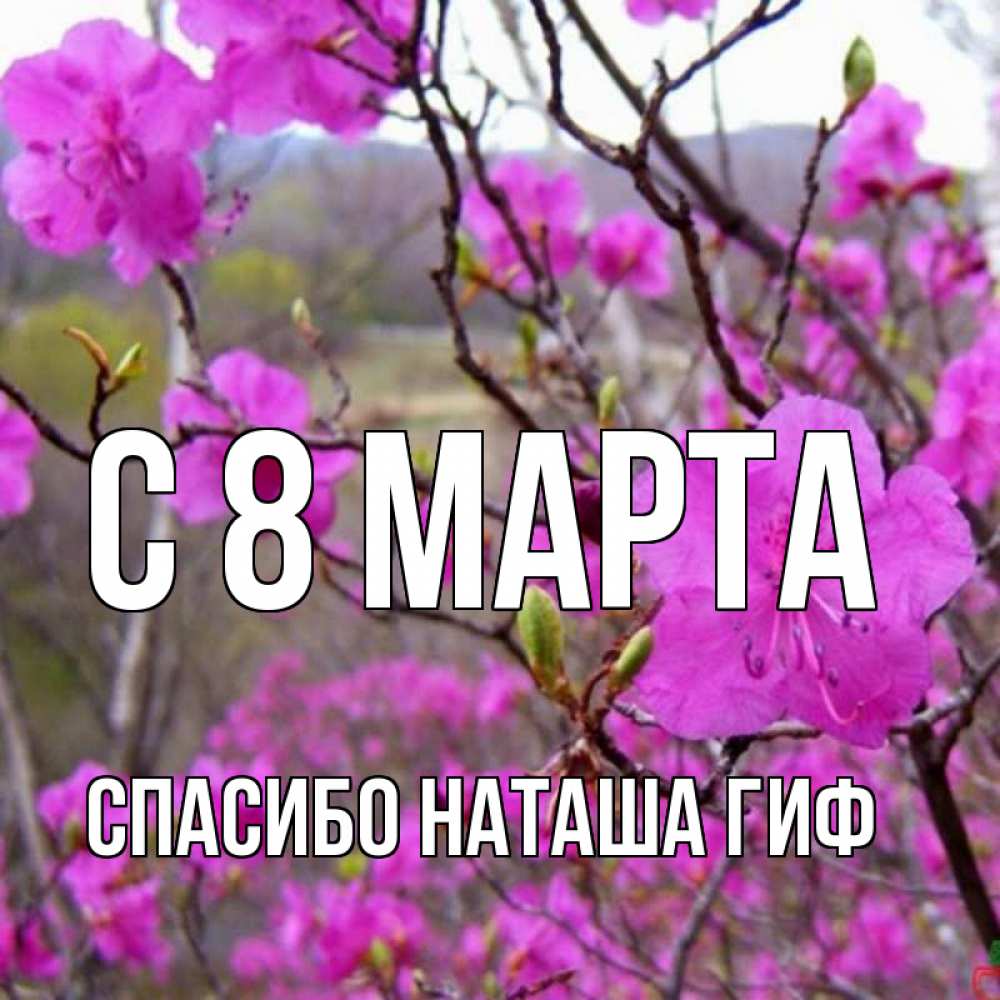 Открытка на каждый день с именем, СПАСИБО-НАТАША-ГИФ С 8 марта международный женский день Прикольная открытка с пожеланием онлайн скачать бесплатно 