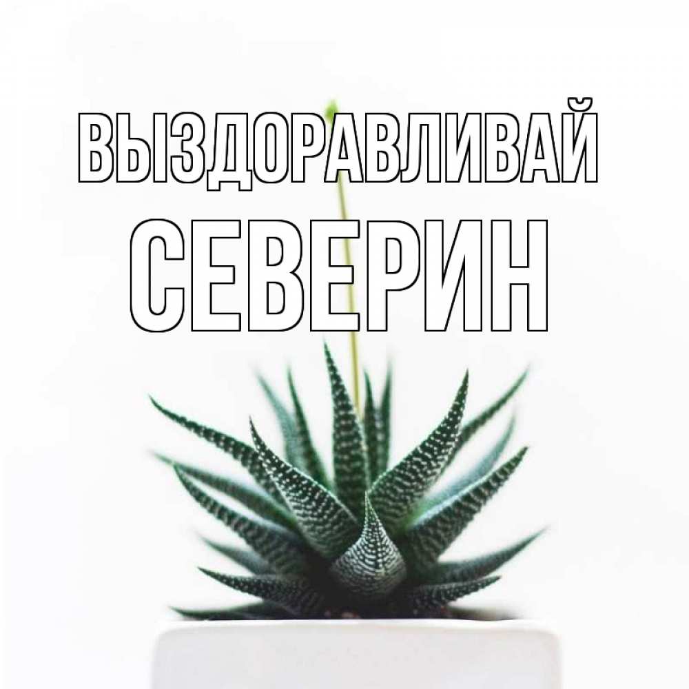 Открытка на каждый день с именем, Северин Выздоравливай короче это непонятная колючка Прикольная открытка с пожеланием онлайн скачать бесплатно 
