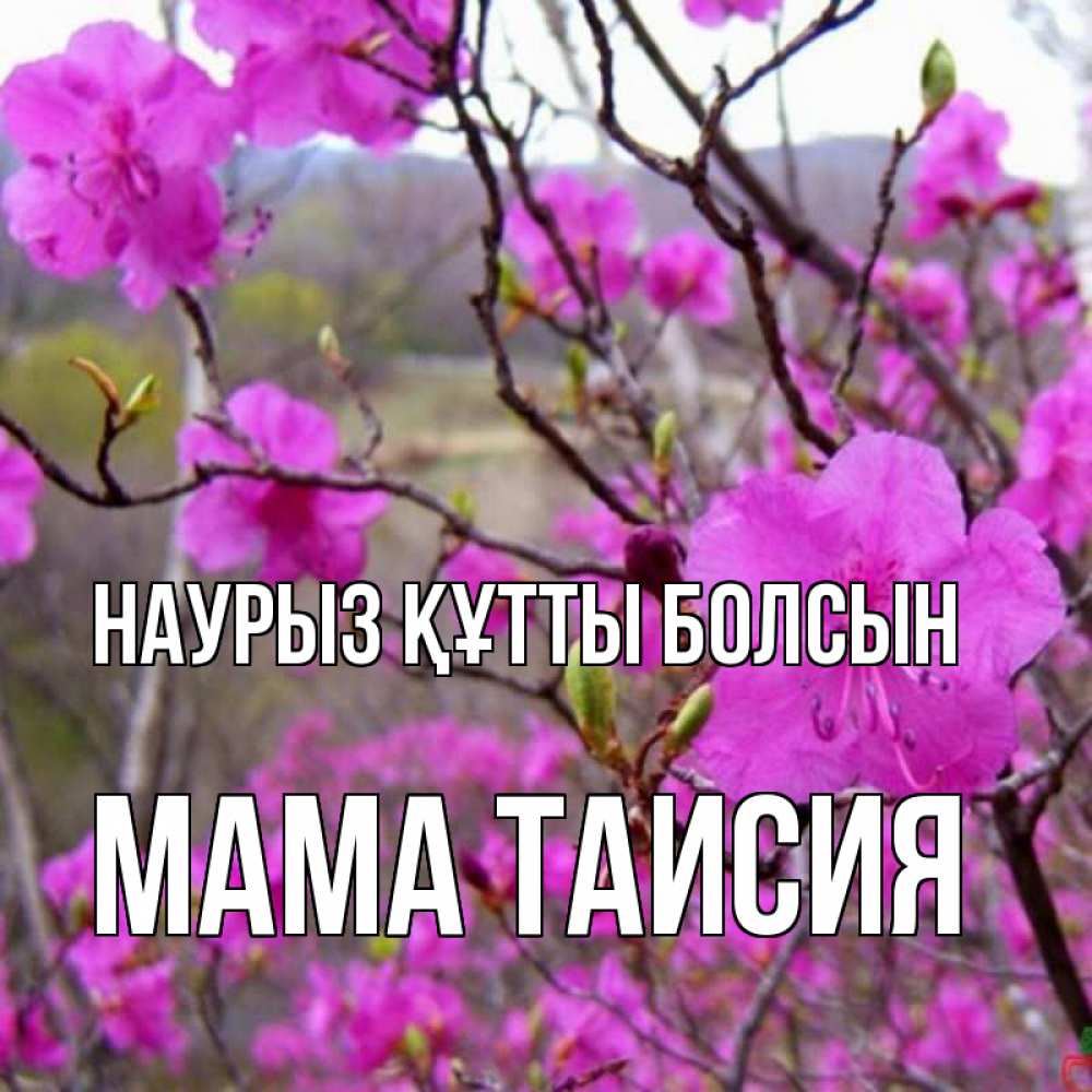 Открытка на каждый день с именем, Мама-Таисия Наурыз құтты болсын наурыз мейрамы кутты болсын Прикольная открытка с пожеланием онлайн скачать бесплатно 