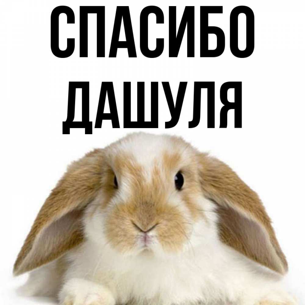 Дашуля красотуля картинки