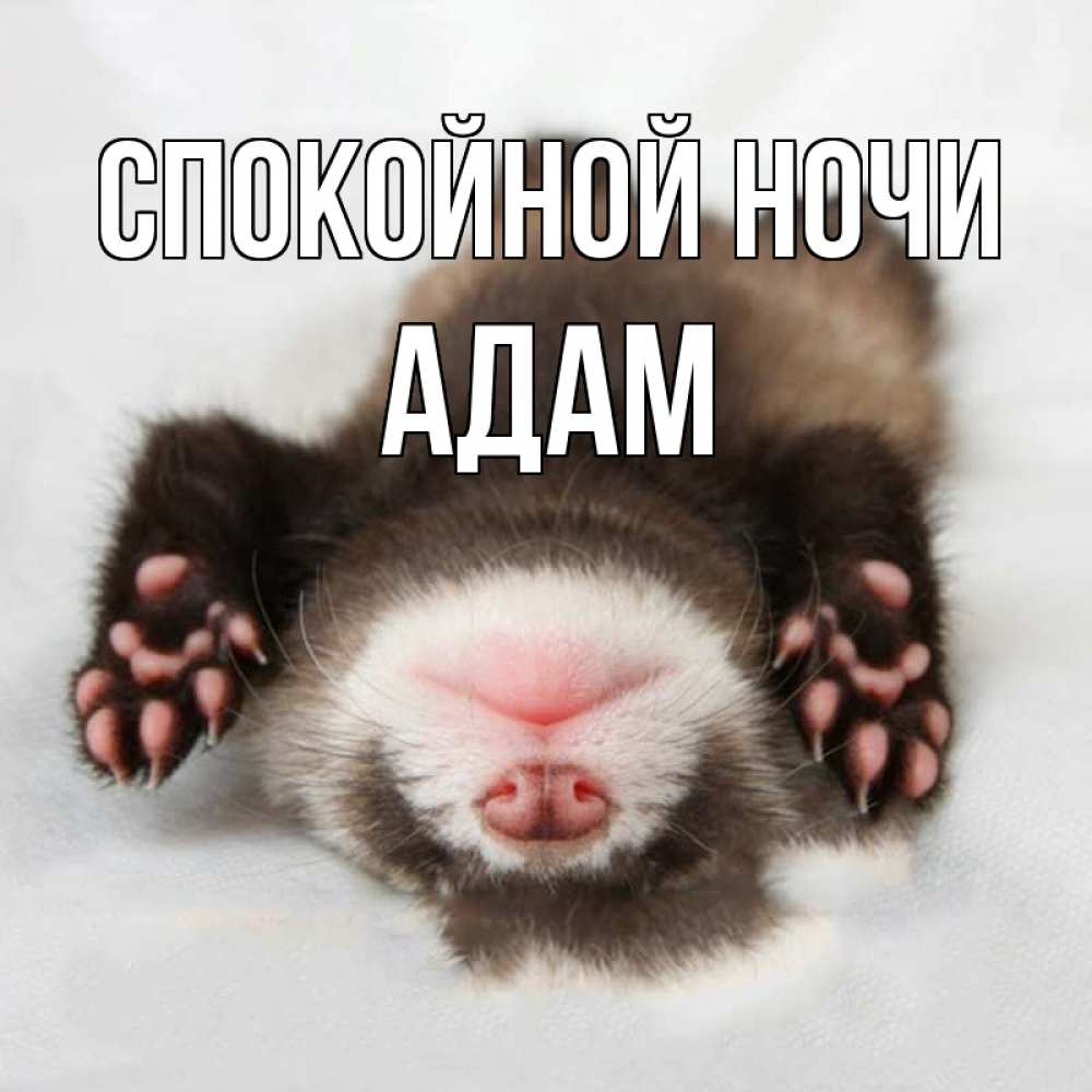 Открытка на каждый день с именем, Адам Спокойной ночи зверек Прикольная открытка с пожеланием онлайн скачать бесплатно 