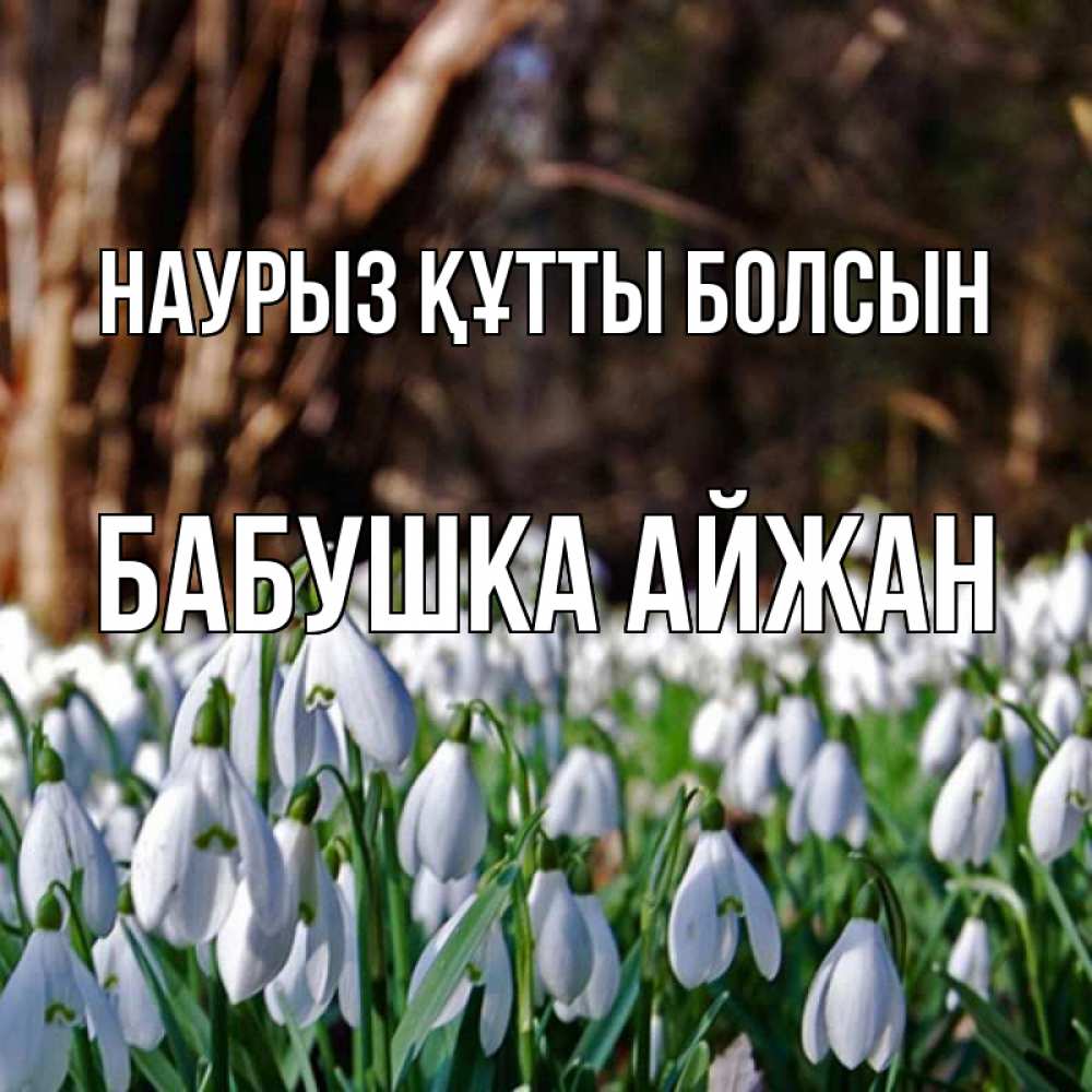 Открытка на каждый день с именем, Бабушка-Айжан Наурыз құтты болсын с подснежниками 1 Прикольная открытка с пожеланием онлайн скачать бесплатно 