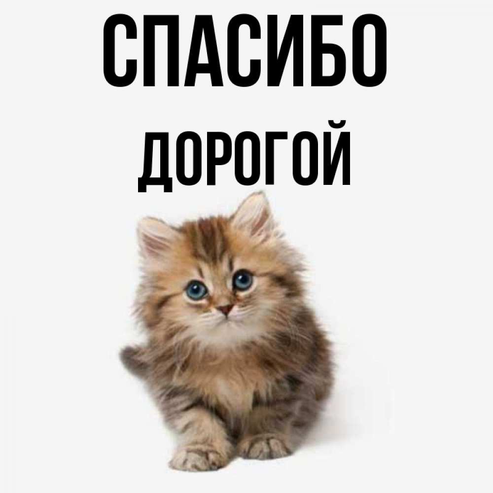 Спасибо Дорогой Картинки