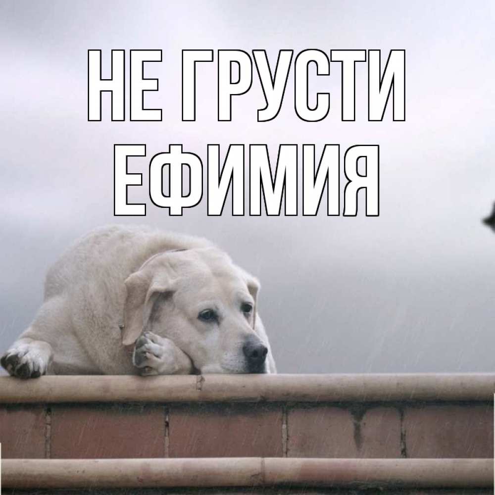 Открытка на каждый день с именем, Ефимия Не грусти белый пес 1 Прикольная открытка с пожеланием онлайн скачать бесплатно 