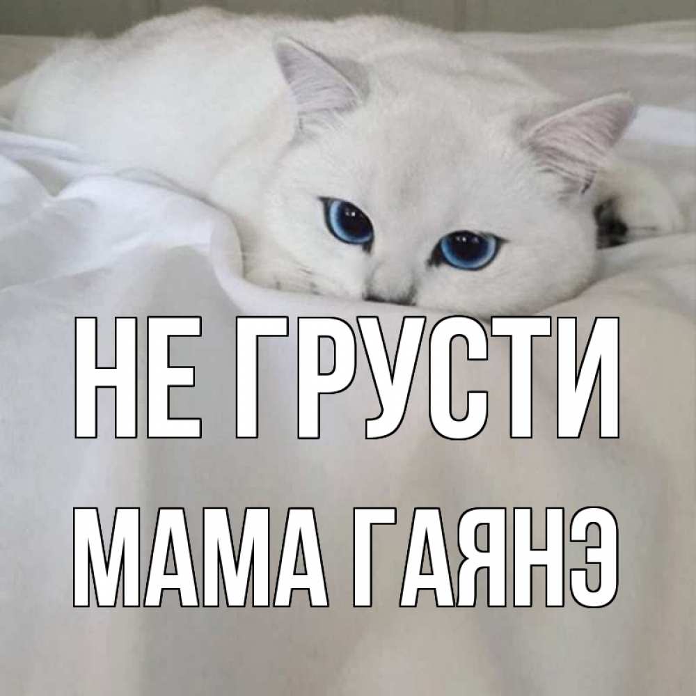 Открытка на каждый день с именем, Мама-Гаянэ Не грусти белый кот с голубыми глазами на белоснежной кровати Прикольная открытка с пожеланием онлайн скачать бесплатно 
