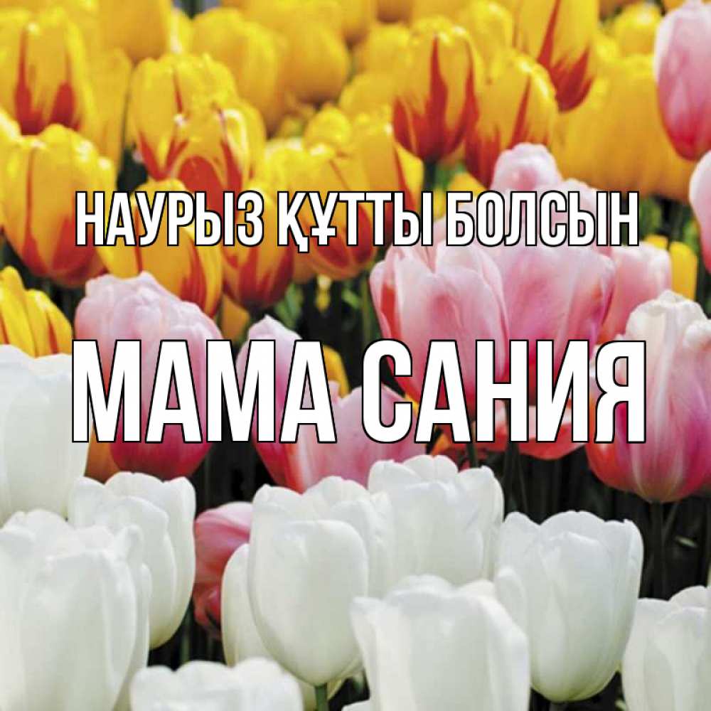 Открытка на каждый день с именем, Мама-Сания Наурыз құтты болсын разноцветные цветы Прикольная открытка с пожеланием онлайн скачать бесплатно 