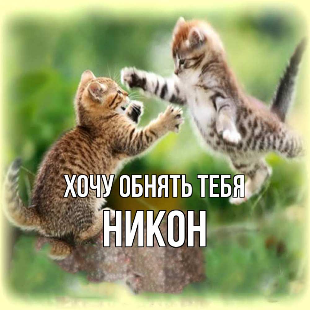 Открытка на каждый день с именем, Никон Хочу обнять тебя игры котят Прикольная открытка с пожеланием онлайн скачать бесплатно 