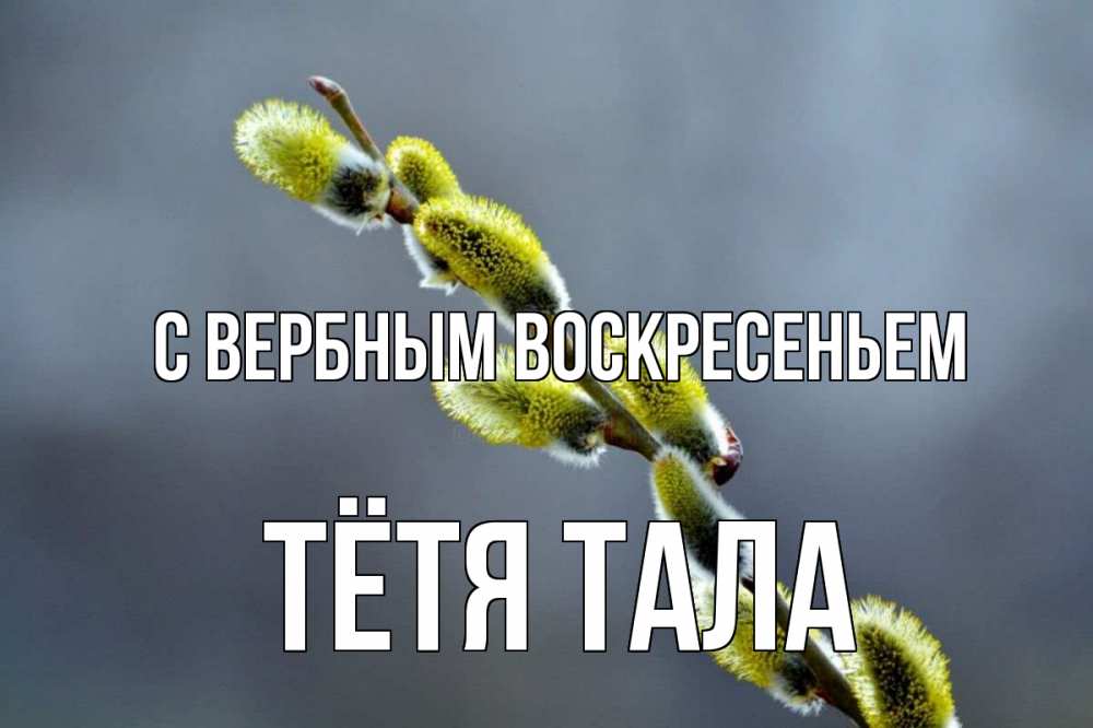 Открытка на каждый день с именем, Тётя-Тала С вербным воскресеньем верба Прикольная открытка с пожеланием онлайн скачать бесплатно 