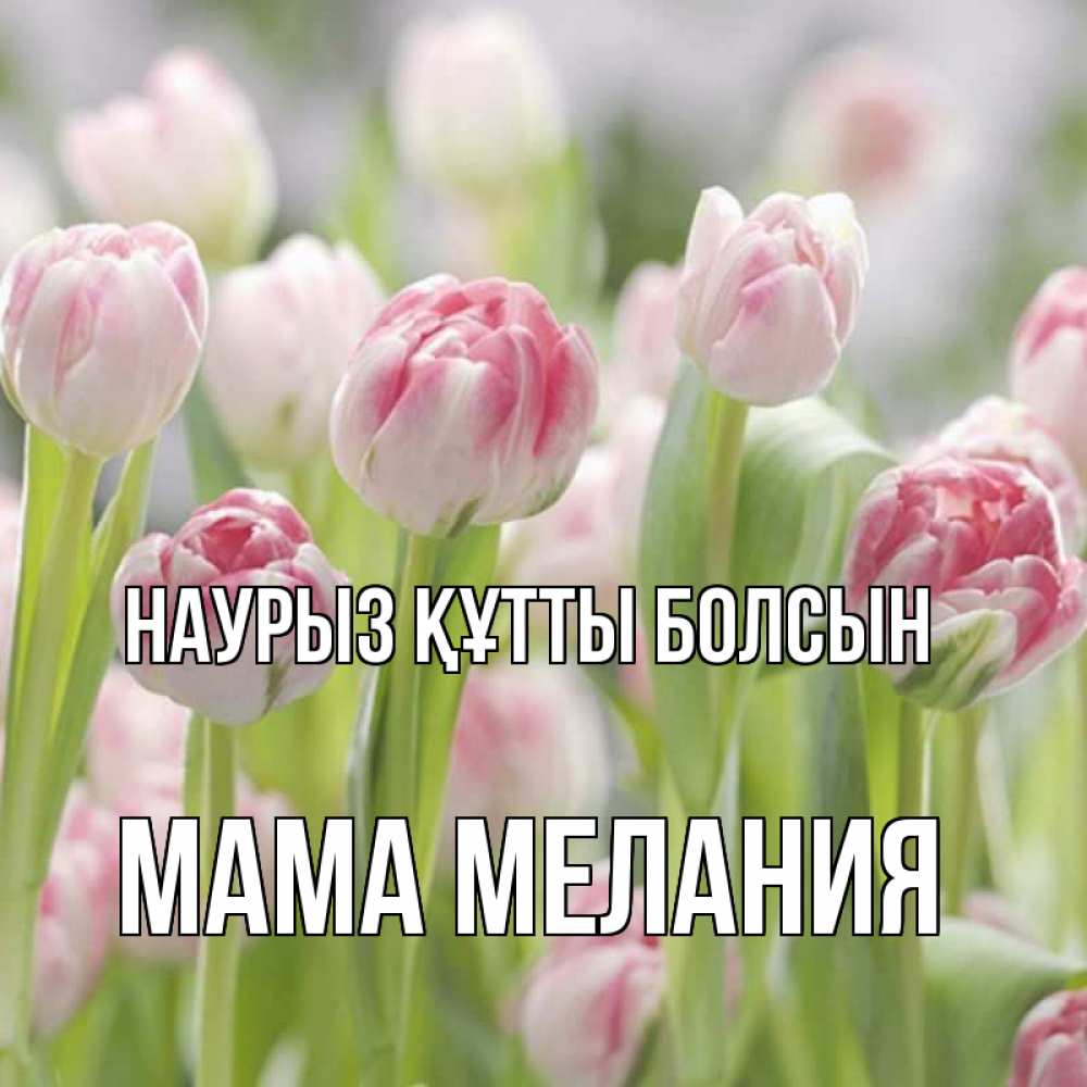 Открытка на каждый день с именем, Мама-Мелания Наурыз құтты болсын цветы Прикольная открытка с пожеланием онлайн скачать бесплатно 