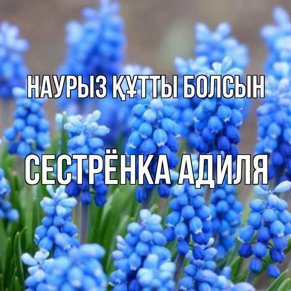 Открытка на каждый день с именем, Сестрёнка-Адиля Наурыз құтты болсын Поздравительная открытка для женщин с цветами на праздничную дату Прикольная открытка с пожеланием онлайн скачать бесплатно 