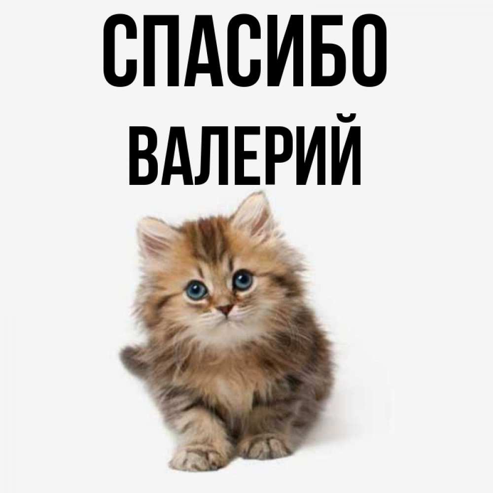 Открытка на каждый день с именем, Валерий Спасибо пушистый котик Прикольная открытка с пожеланием онлайн скачать бесплатно 
