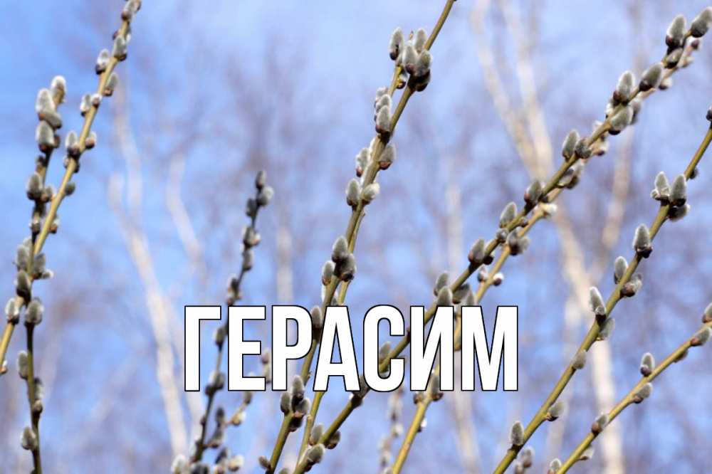 Открытка на каждый день с именем, Герасим Главная верба Прикольная открытка с пожеланием онлайн скачать бесплатно 