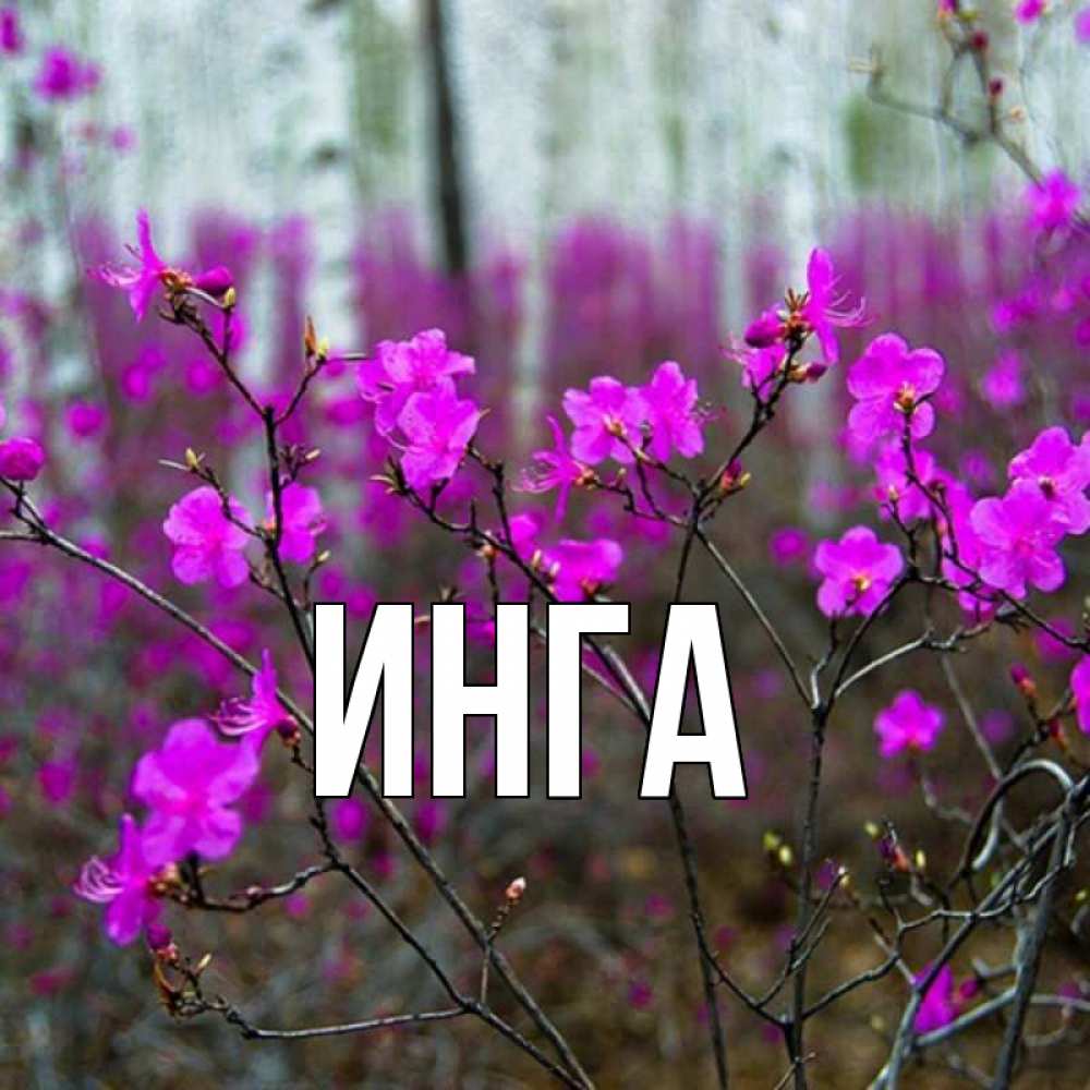 Картинка С Именем Инга
