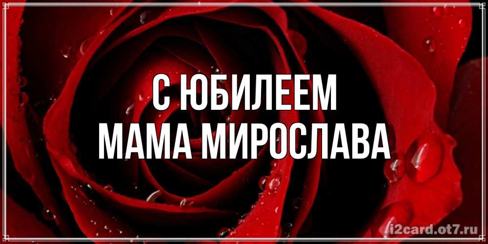 Открытка на каждый день с именем, Мама-Мирослава С юбилеем крупная бордовая роза Прикольная открытка с пожеланием онлайн скачать бесплатно 