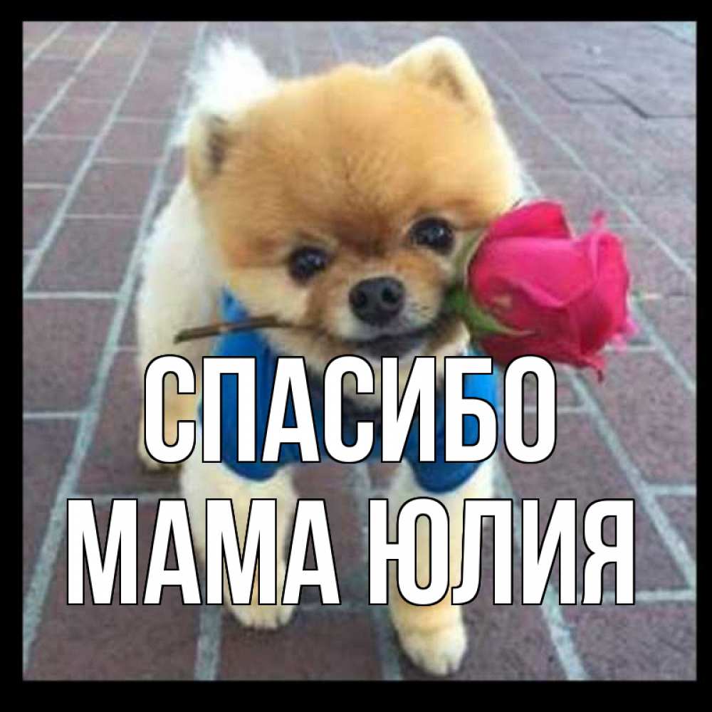 Открытка на каждый день с именем, Мама-Юлия Спасибо спасибо и дарю тебе цветок Прикольная открытка с пожеланием онлайн скачать бесплатно 
