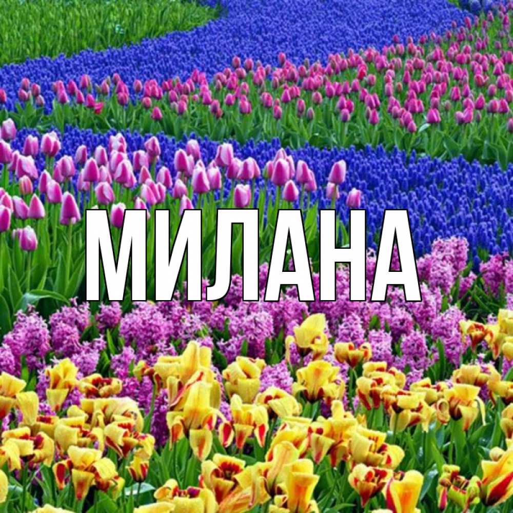 Открытка на каждый день с именем, Милана Главная цветы Прикольная открытка с пожеланием онлайн скачать бесплатно 