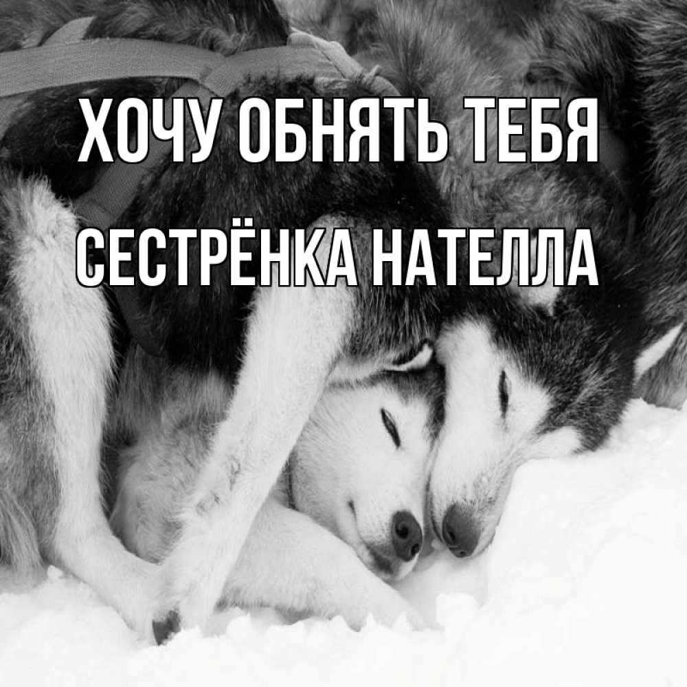 Открытка на каждый день с именем, Сестрёнка-Нателла Хочу обнять тебя собачки в упряжке Прикольная открытка с пожеланием онлайн скачать бесплатно 