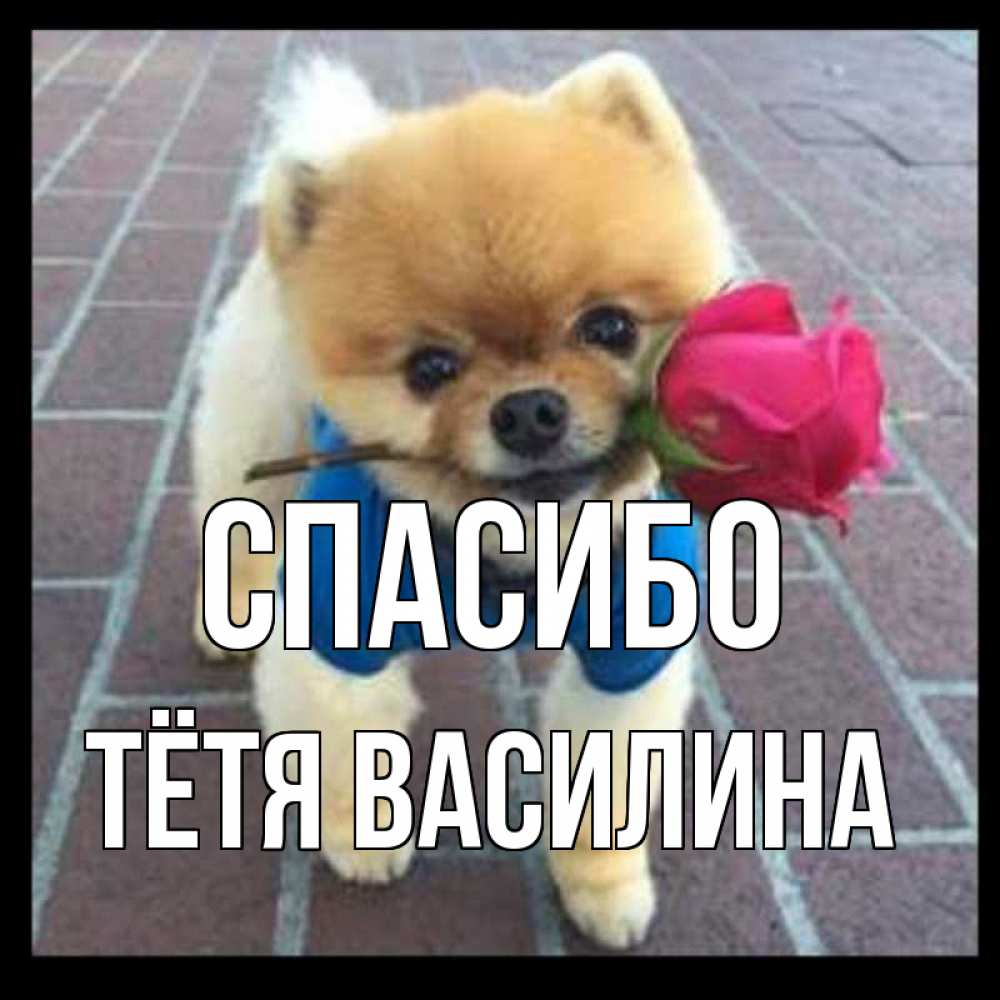 Открытка на каждый день с именем, Тётя-Василина Спасибо спасибо и дарю тебе цветок Прикольная открытка с пожеланием онлайн скачать бесплатно 