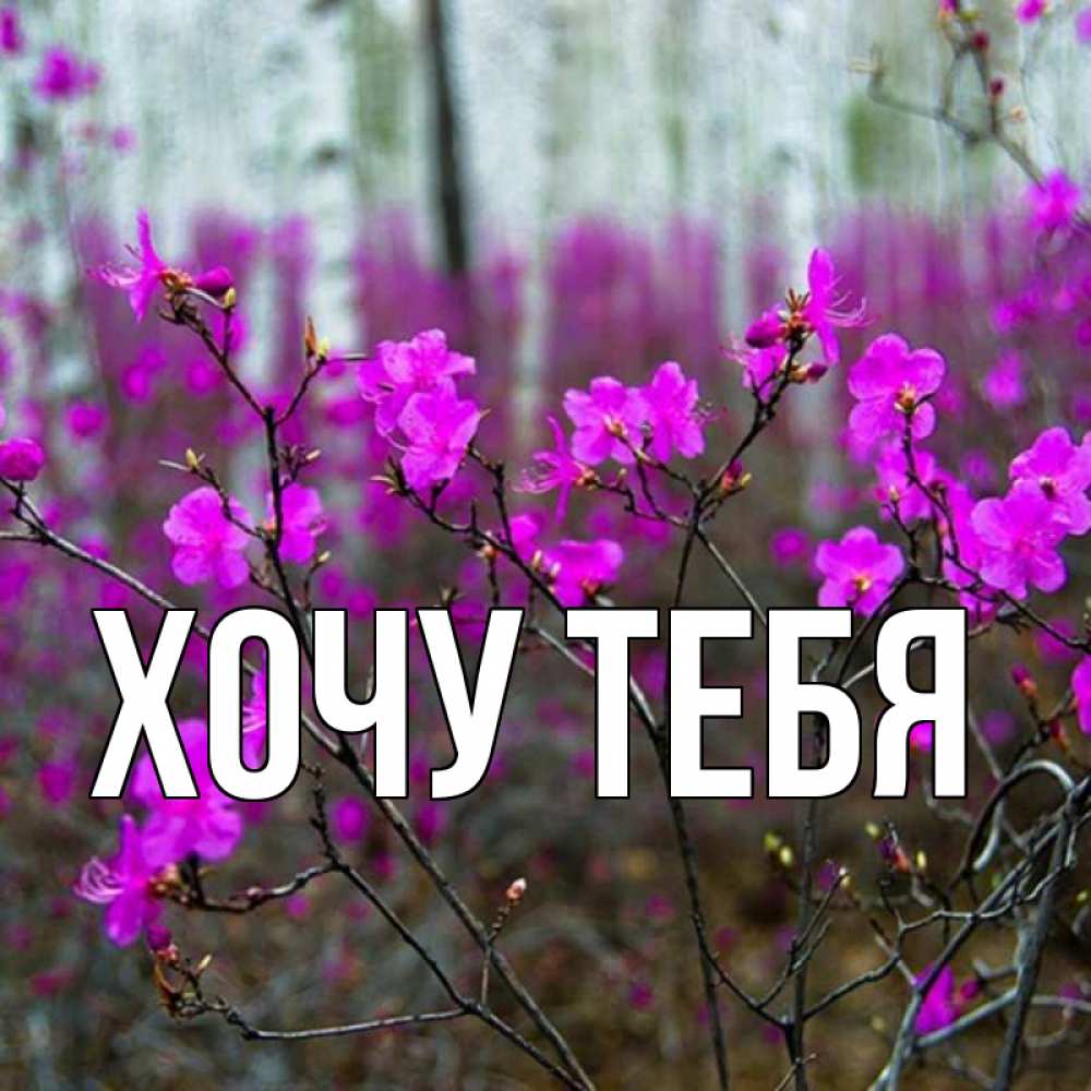Открытка на каждый день с именем, Хочу-тебя Главная дикие цветы Прикольная открытка с пожеланием онлайн скачать бесплатно 