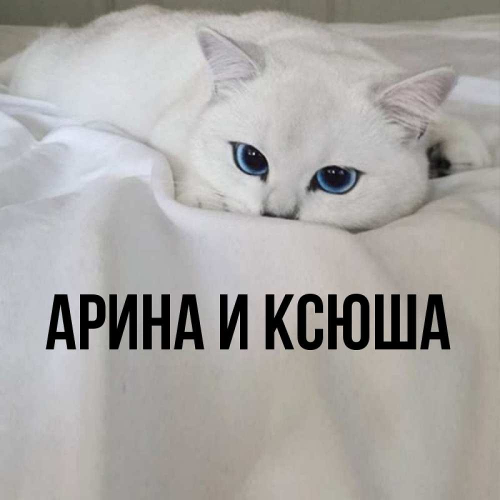 Открытка на каждый день с именем, Арина-и-Ксюша Главная Голубоглазая кошка Прикольная открытка с пожеланием онлайн скачать бесплатно 