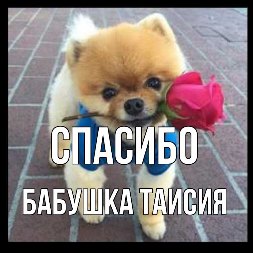 Открытка на каждый день с именем, Бабушка-Таисия Спасибо спасибо и дарю тебе цветок Прикольная открытка с пожеланием онлайн скачать бесплатно 