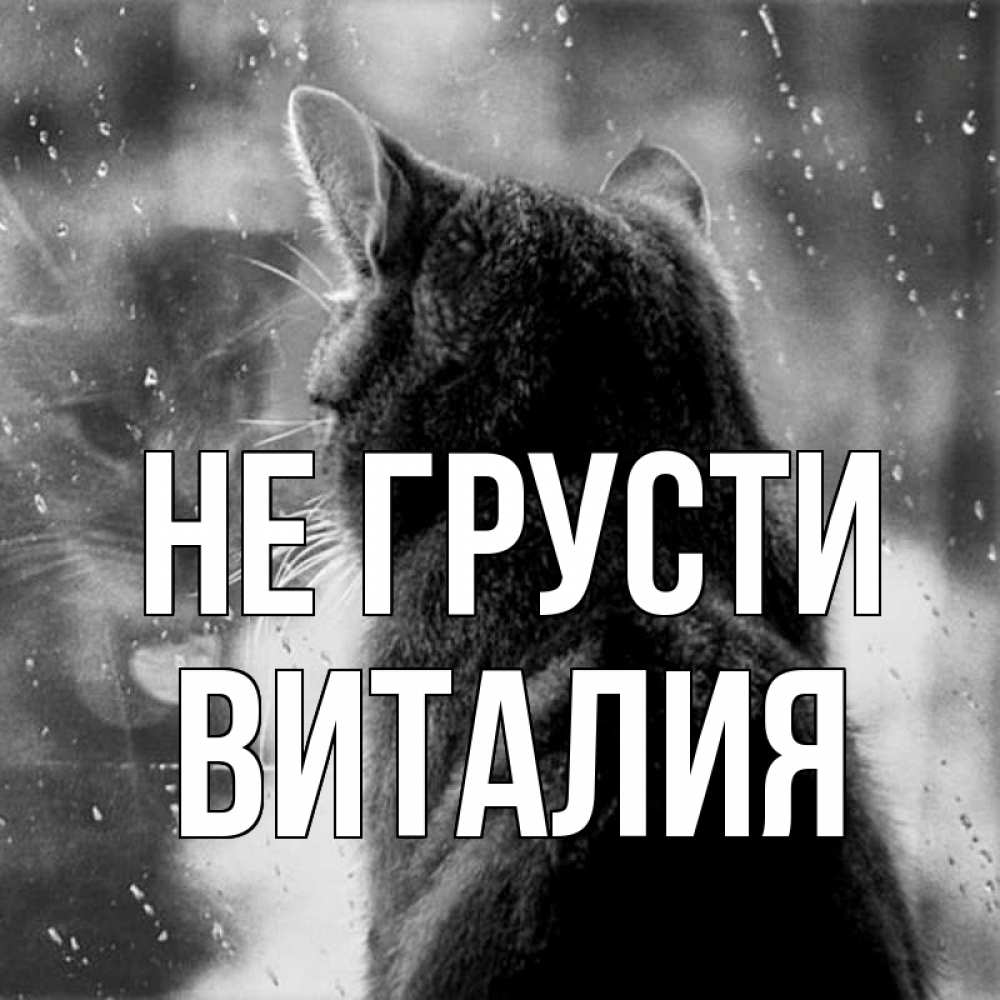 Открытка на каждый день с именем, Виталия Не грусти отражение кота 1 Прикольная открытка с пожеланием онлайн скачать бесплатно 