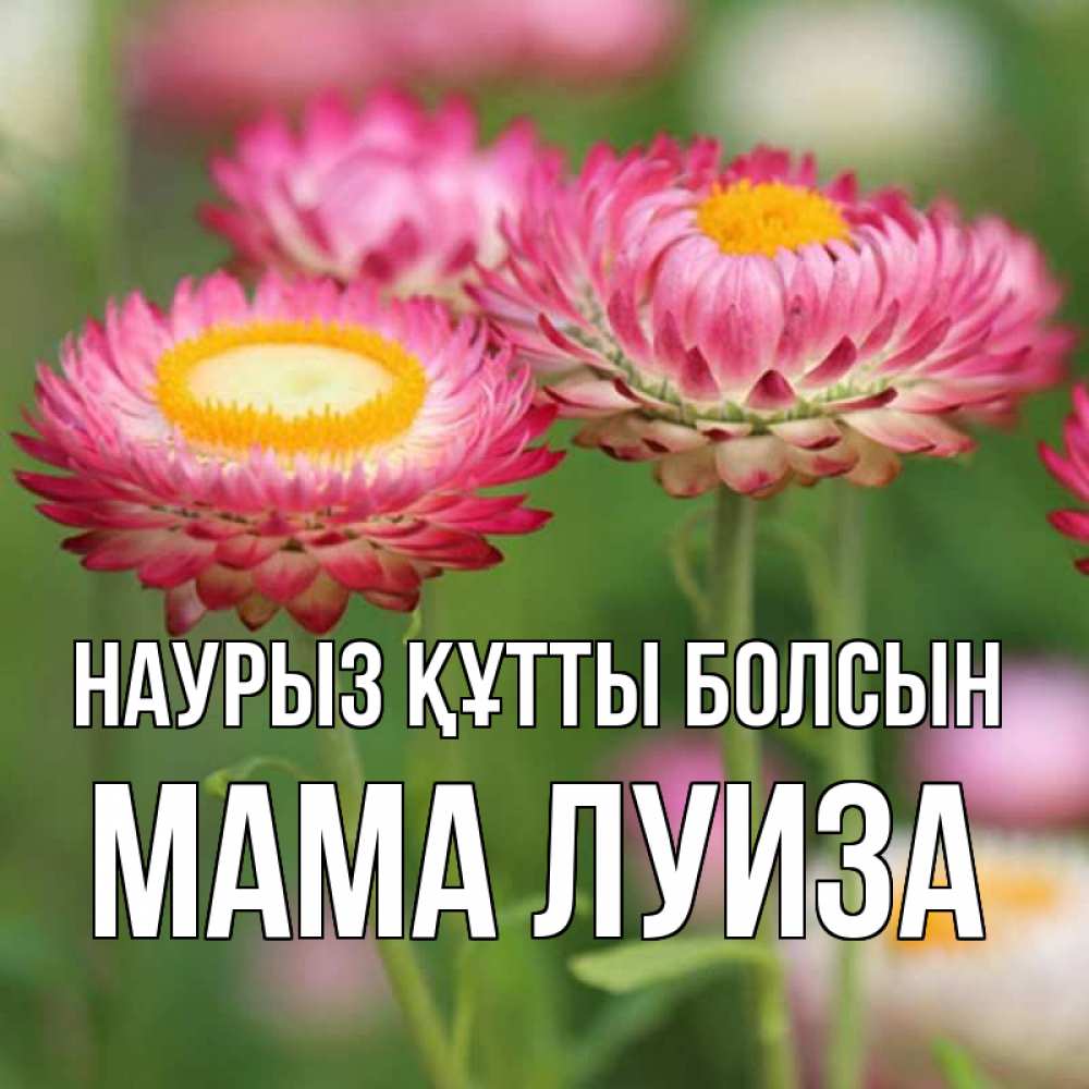 Открытка на каждый день с именем, Мама-Луиза Наурыз құтты болсын подарок на международный женский день Прикольная открытка с пожеланием онлайн скачать бесплатно 